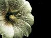 Comme une rose T