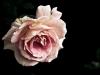 Mignonne, allons voir si la rose...